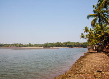 Riverside view of Siolim with coconut trees and calm waters