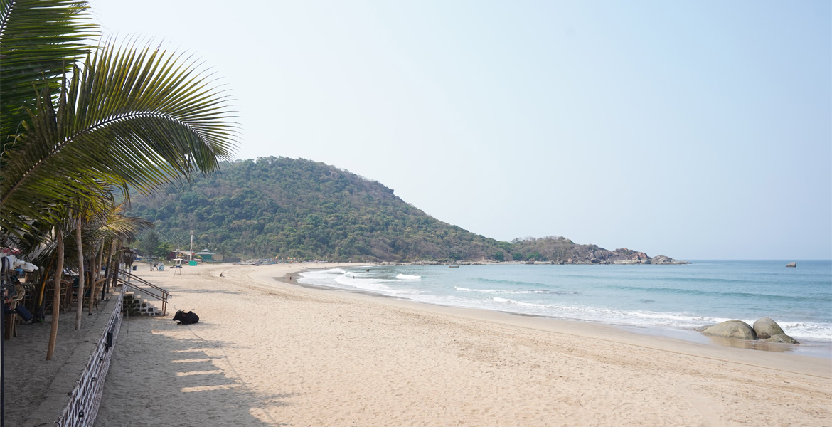 Palm trees and coastline at Agonda Beach, Goa
