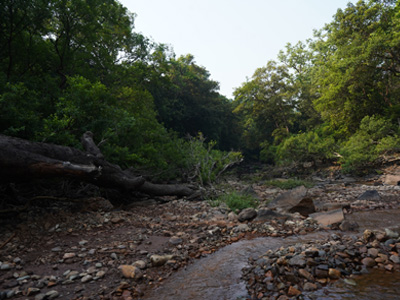 Rocky forest stream and lush woodland landscape in Bhagwan Mahavir Wildlife Sanctuary, Goa
