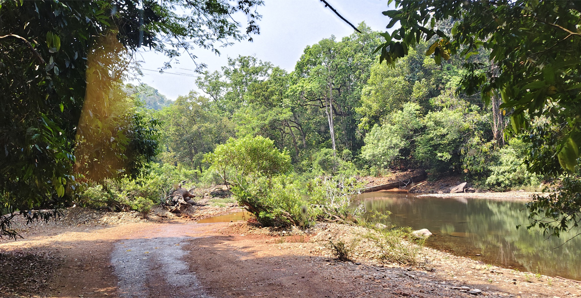 Forest stream at Bhagwan Mahavir Wildlife Sanctuary Goa