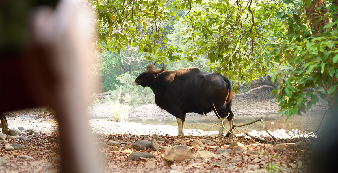 Indian gaur standing beside a forest stream in Bhagwan Mahavir Wildlife Sanctuary, Goa