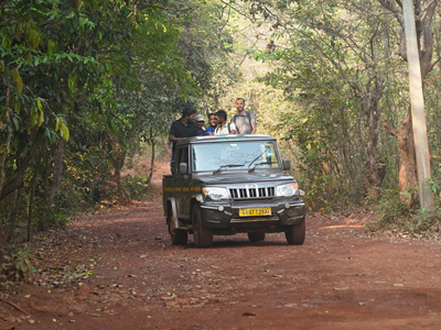 Visitors enjoying a jeep safari through the dense forests of Bhagwan Mahavir Wildlife Sanctuary in Goa