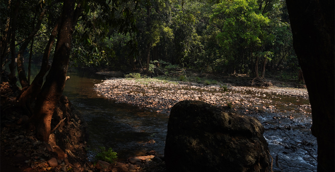 Peaceful riverside forest with rocky riverbank inside Bhagwan Mahavir Wildlife Sanctuary in Go
