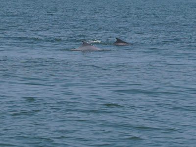 Dolphins swimming in the Arabian Sea during a dolphin watching tour near Bogmalo Beach Goa