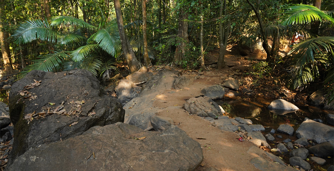 Forest trail to Dudhsagar Falls, Goa