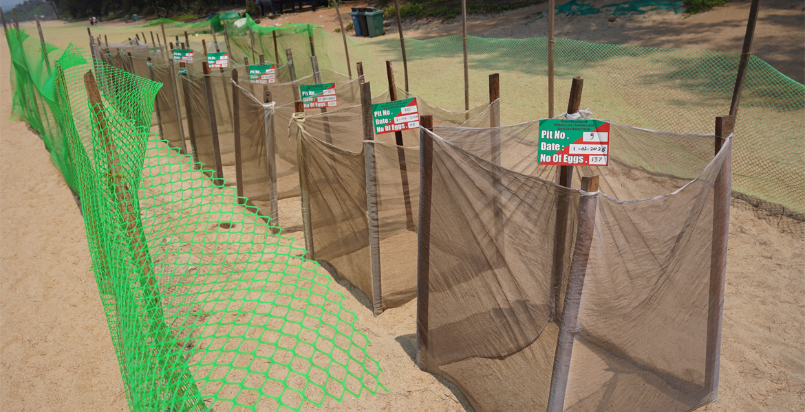 Protected turtle egg nesting pits at Galgibaga Beach, Goa