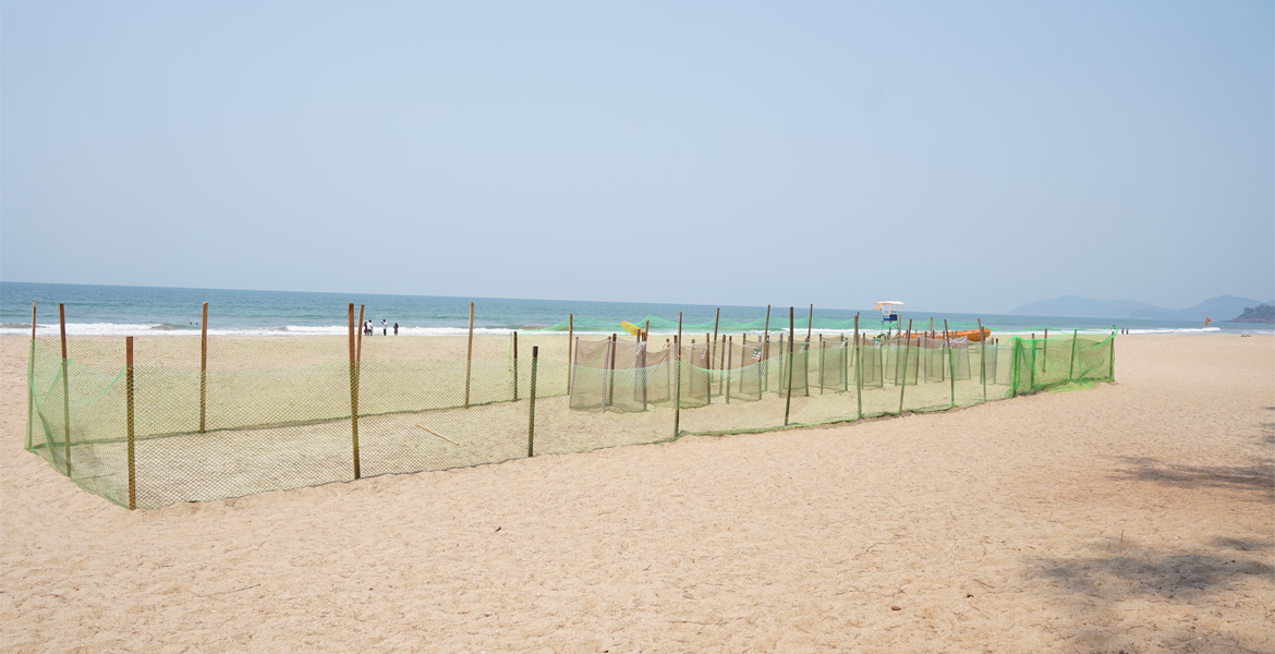 Protected turtle nesting area at Galgibaga Beach, Goa