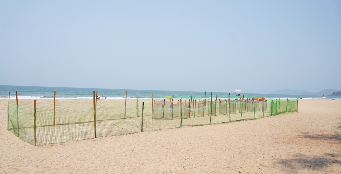 Protected turtle nesting area at Galgibaga Beach, Goa