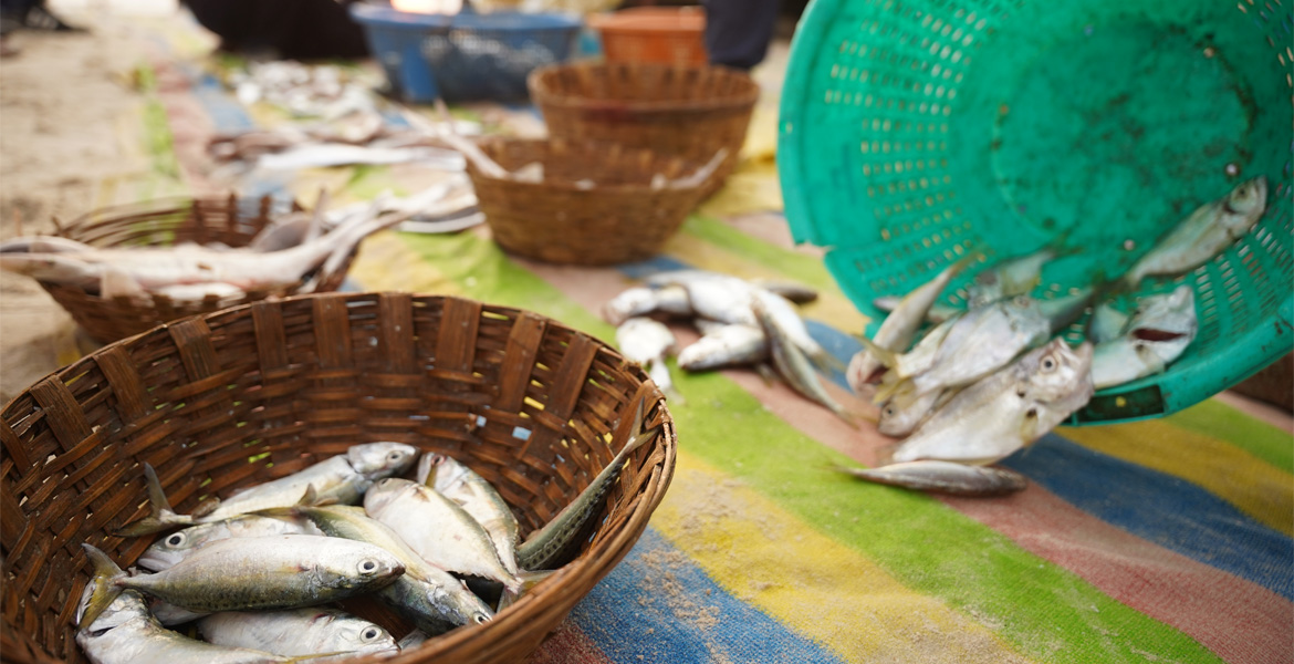 Goa fish market with fresh fish displayed in baskets