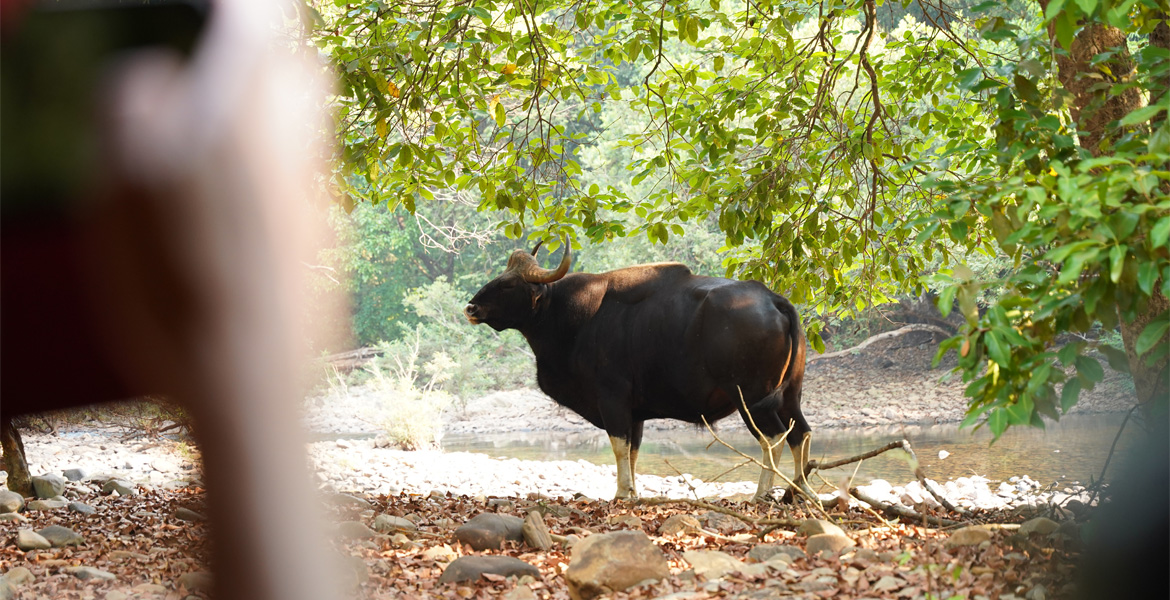 Indian gaur at Bhagwan Mahavir Wildlife Sanctuary Goa