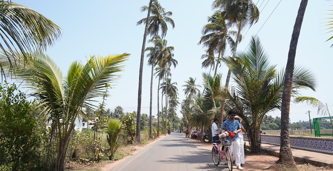 Parra Road lined with coconut trees, Goa