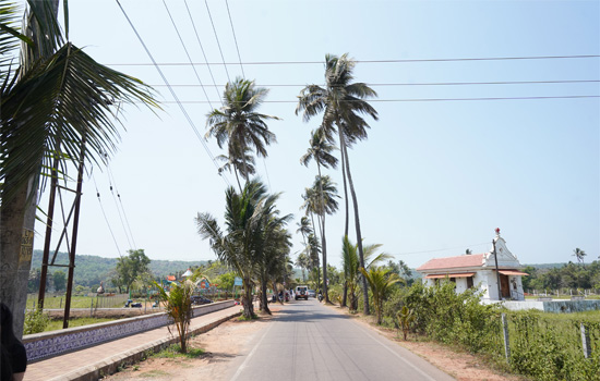 Scenic Parra Road in North Goa lined with tall palm trees, tropical greenery, and peaceful countryside views