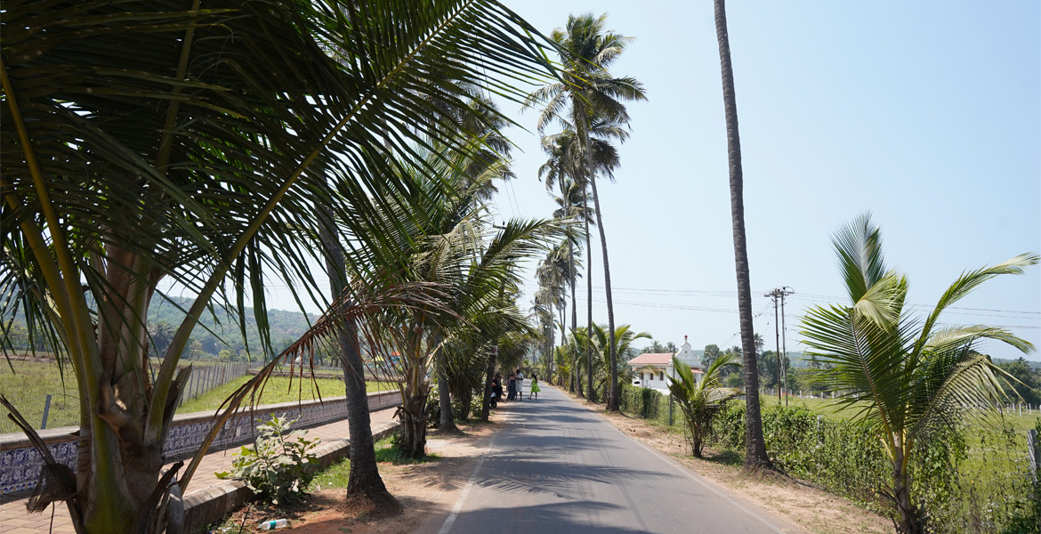 Scenic Parra Road in North Goa lined with tall coconut trees, lush greenery, and peaceful countryside views