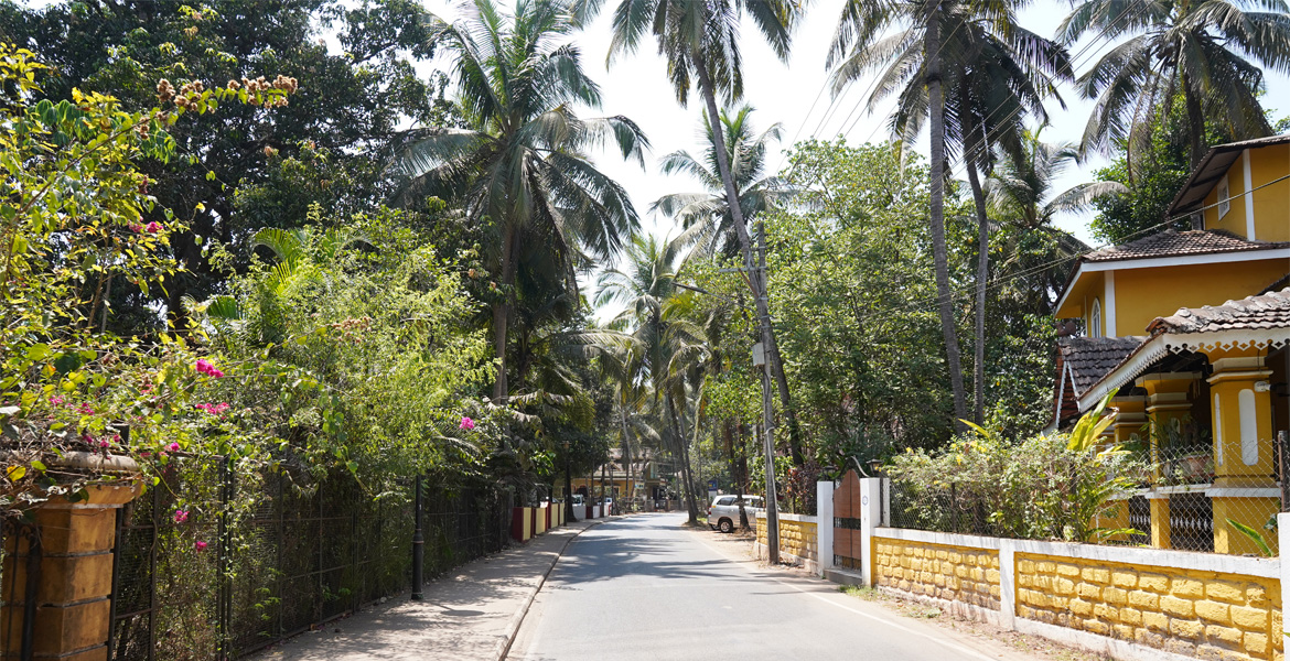 Peaceful village road in Parra, Goa lined with coconut trees, colorful homes, and lush tropical greenery