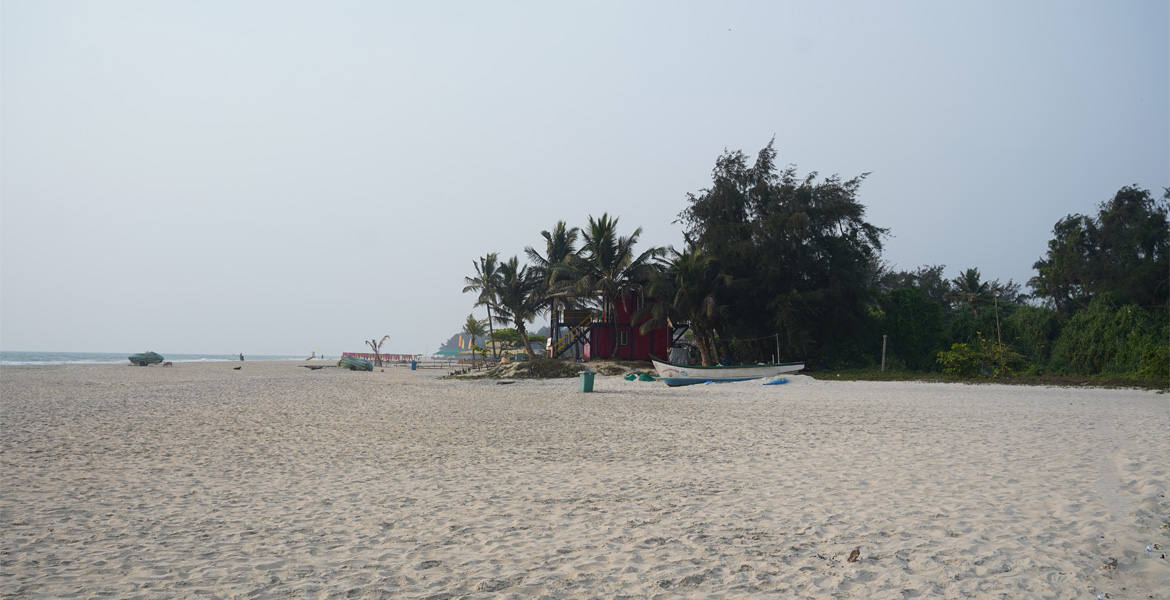 Palm grove at Varca Beach Goa